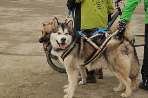 10917232_784716528277816_5326379578714275800_o