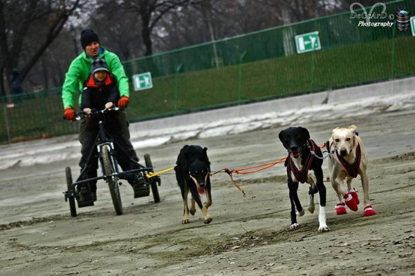 1902813_768883616481103_3627416972169337488_n